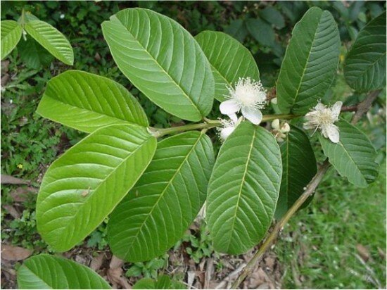 Bài thuốc chữa bệnh tiểu đường từ lá ổi