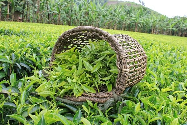 Chè xanh có rất nhiều tác dụng