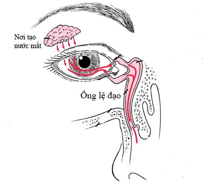 cấu tạo tuyến lệ