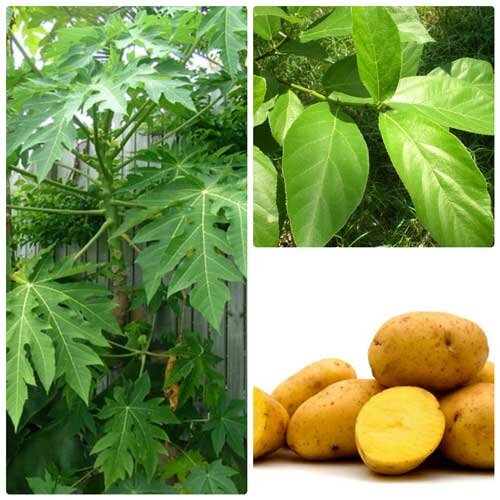 5 phương thuốc điều trị bệnh á sừng đặc biệt linh nghiệm