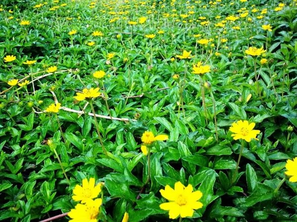 Sai đất và rau răm là phương thuốc dân gian điều trị bệnh á sừng